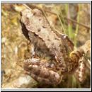 Rana temporaria - Grasfrosch 04.jpg